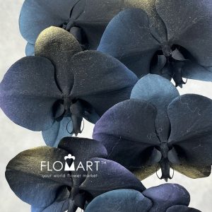 Phalaenopsis Painted Universe - Image 2