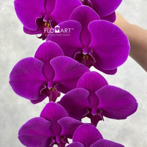 Phalaenopsis Purple