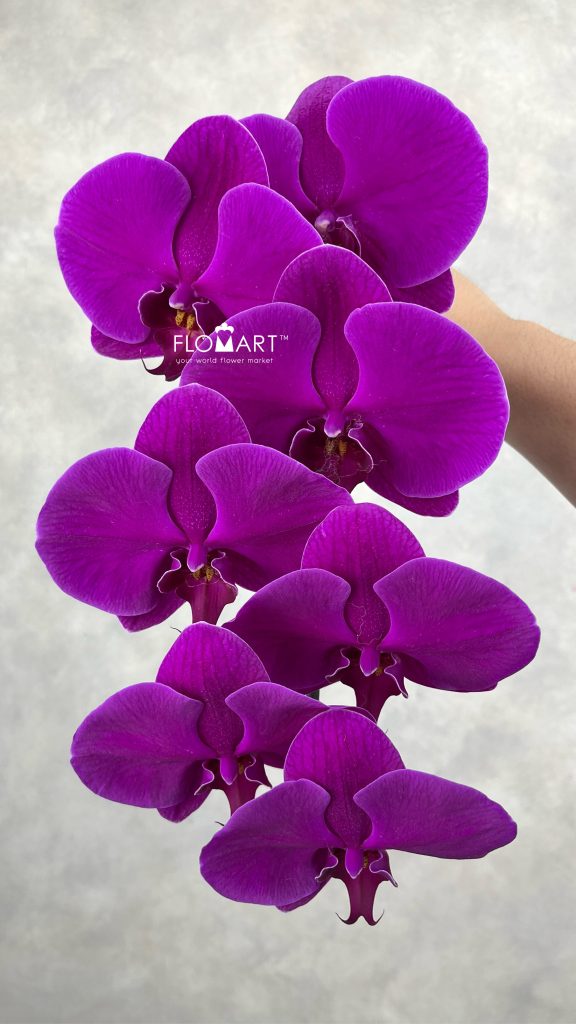 Phalaenopsis Purple