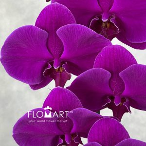 Phalaenopsis Purple - Image 2