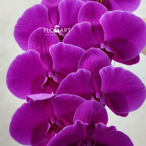 Phalaenopsis Sunpride Red Sun