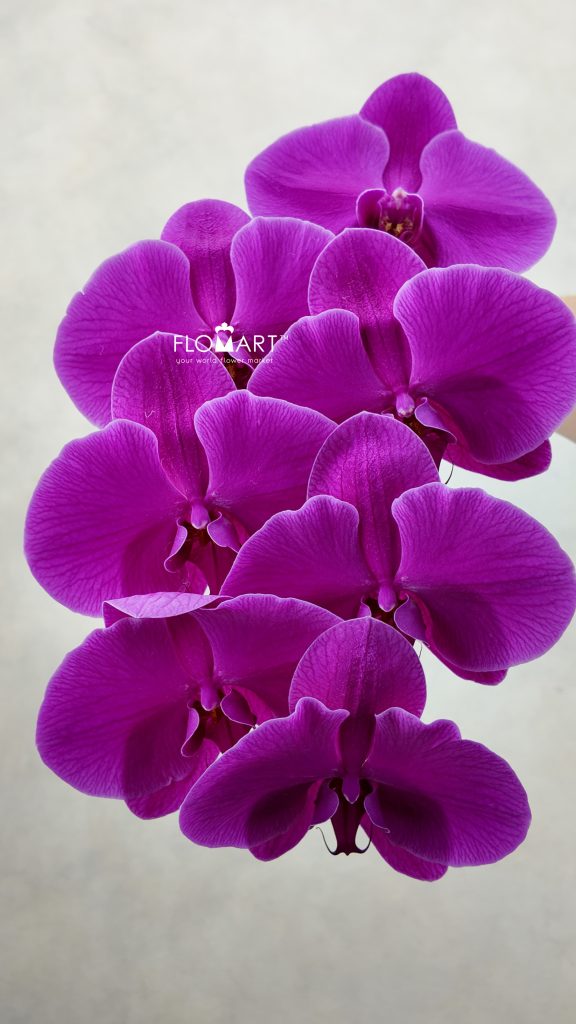 Phalaenopsis Sunpride Red Sun