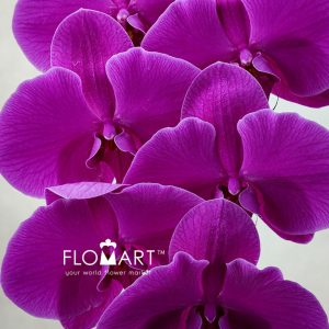 Phalaenopsis Sunpride Red Sun - Image 2