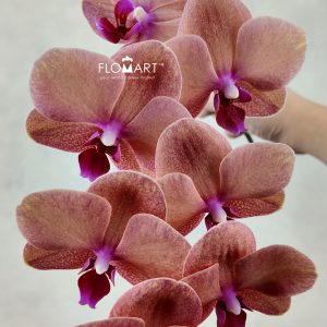 Phalaenopsis Tangerine