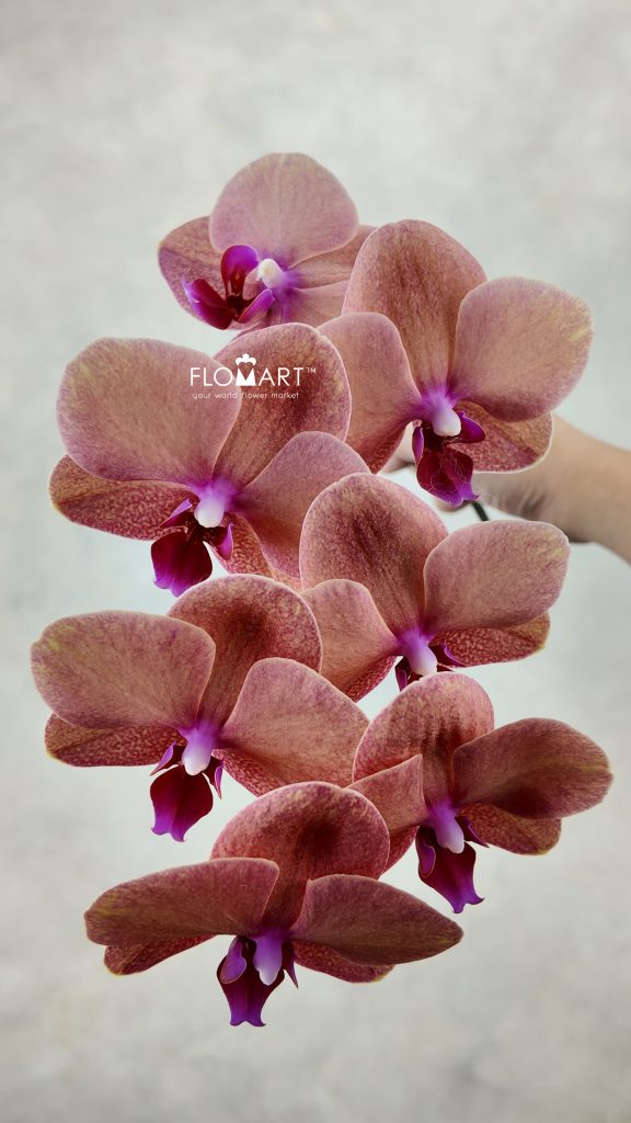 Phalaenopsis Tangerine