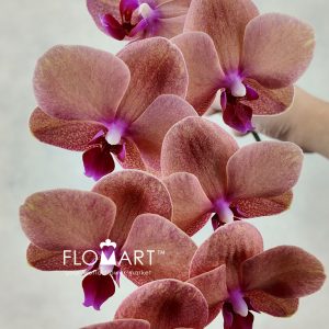 Phalaenopsis Tangerine - Image 2