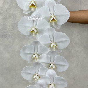 Phalaenopsis White 14F