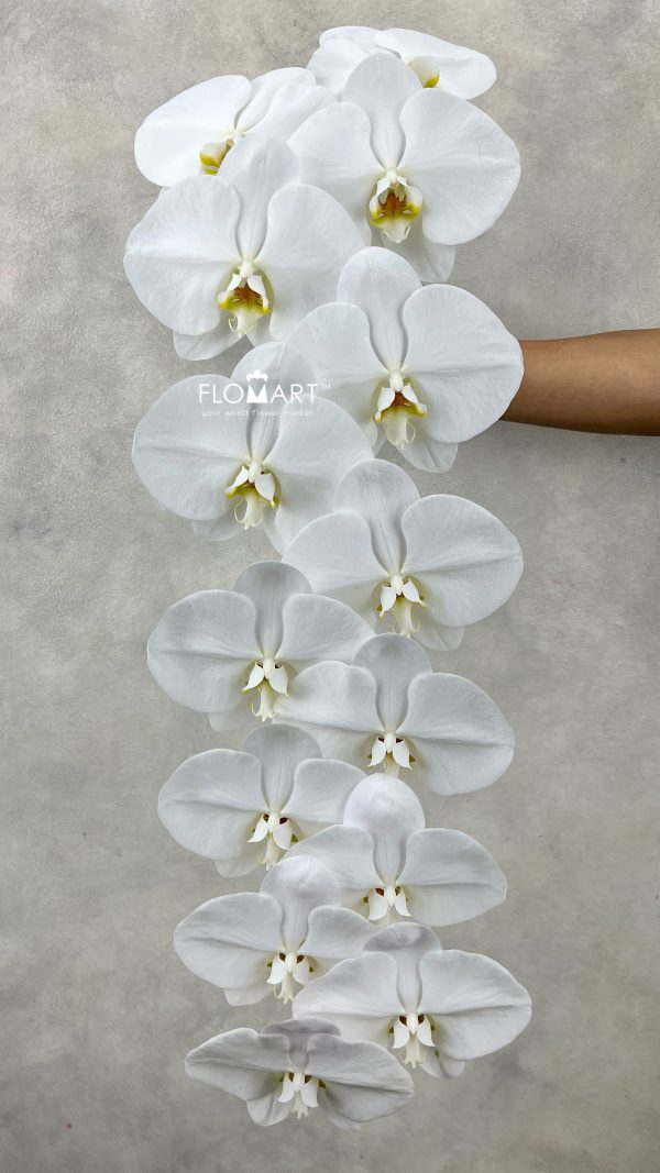 Phalaenopsis White 14F