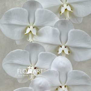 Phalaenopsis White 14F - Image 2