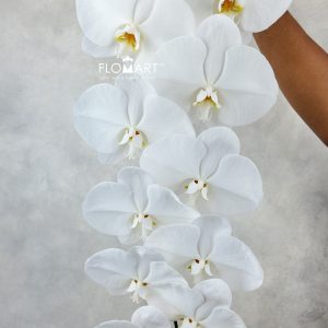 Phalaenopsis White 15F