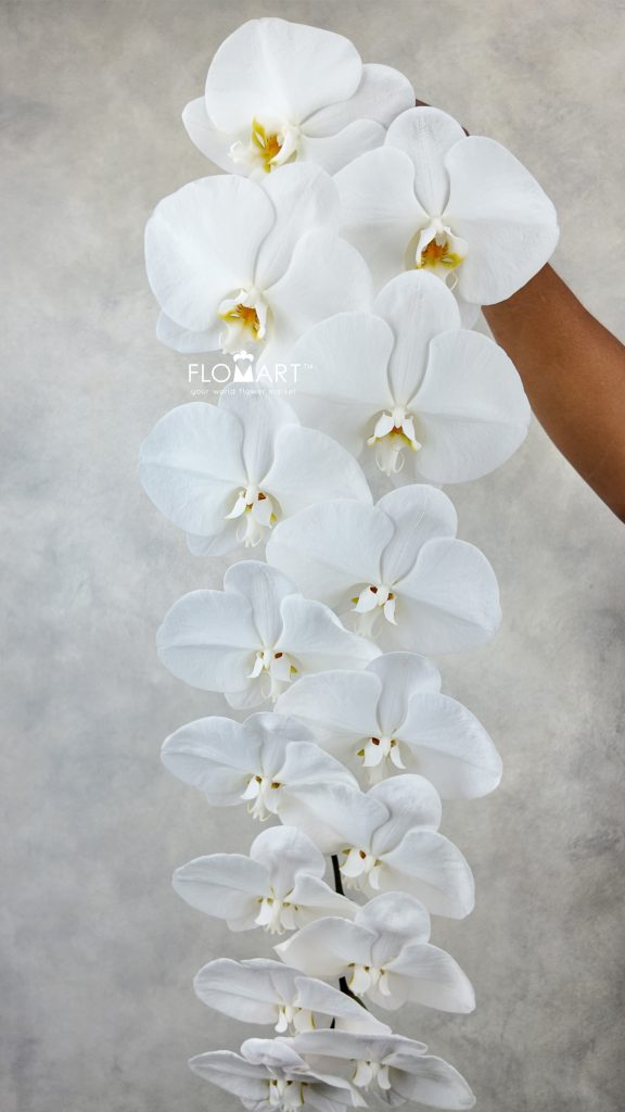 Phalaenopsis White 15F