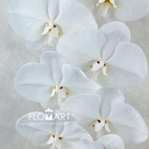 Phalaenopsis White 15F - Image 2
