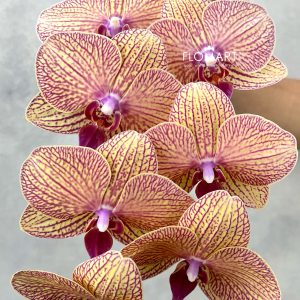 Phalaenopsis Yellow with Stripes