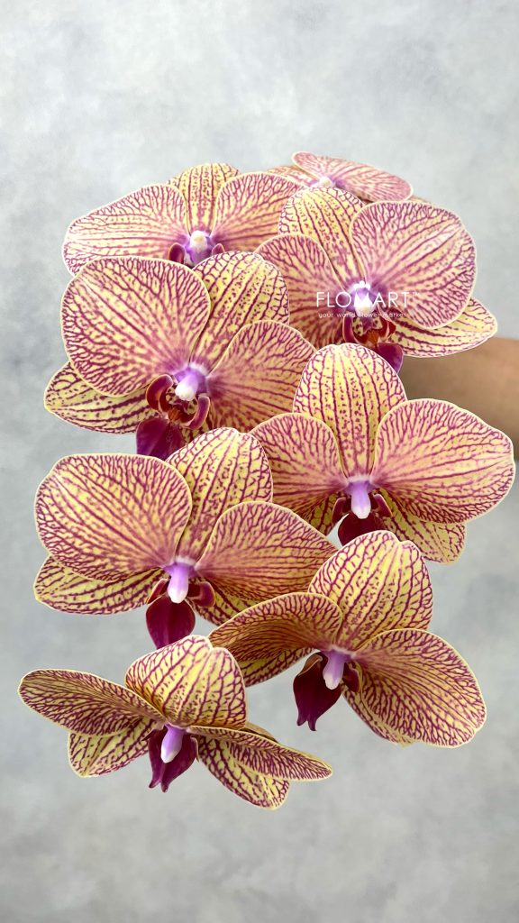 Phalaenopsis Yellow with Stripes