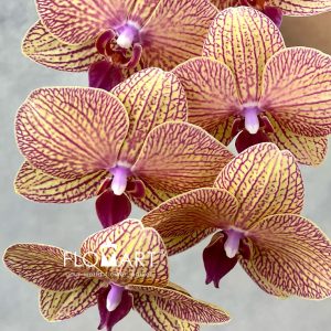 Phalaenopsis Yellow with Stripes - Image 2