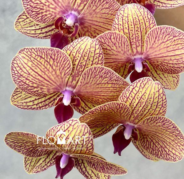 Phalaenopsis Yellow with Stripes