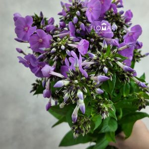 Phlox Butterfly