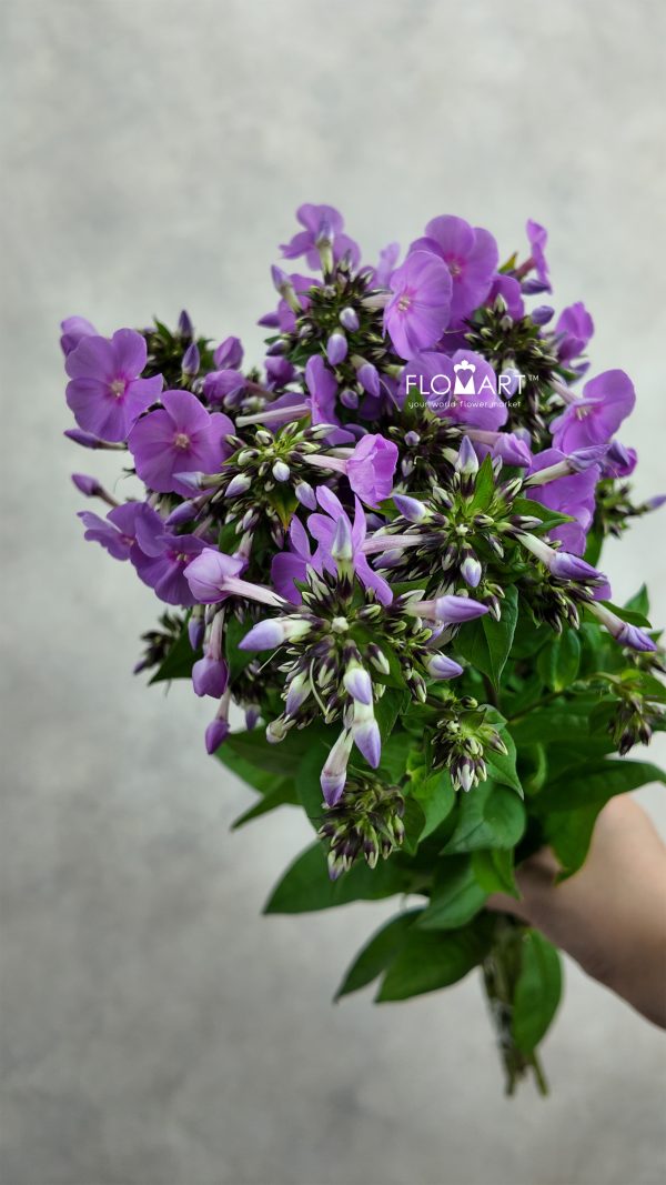 Phlox Butterfly Phlox Butterfly