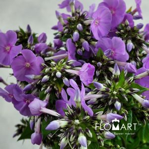 Phlox Butterfly - Image 2