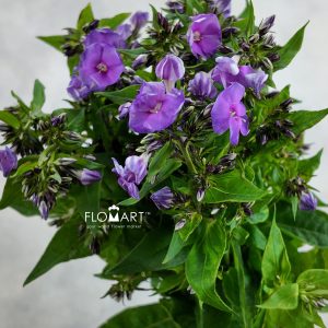 Phlox Crissy