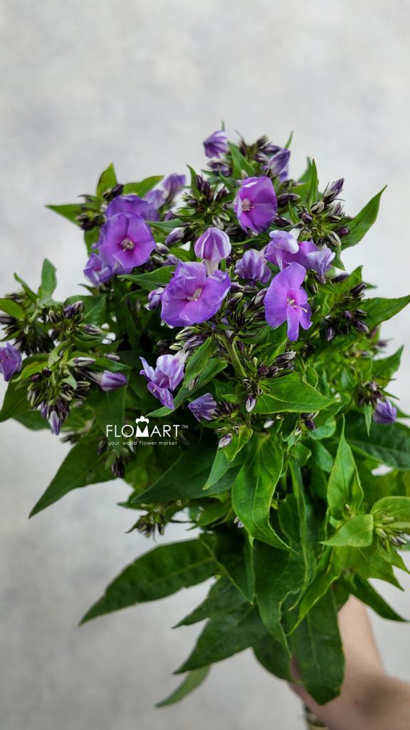 Phlox Crissy