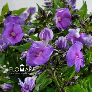 Phlox Crissy - Image 2