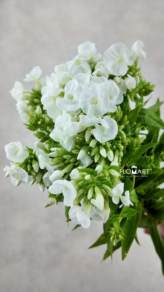 Phlox Icecap