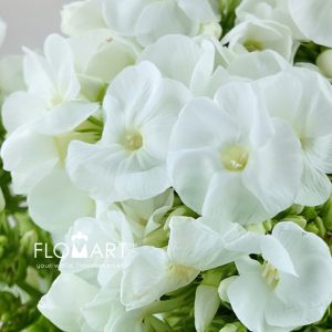 Phlox Icecap - Image 2