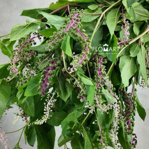 Phytolacca Acinosa