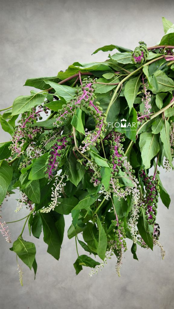 Phytolacca Acinosa