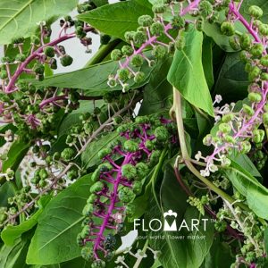 Phytolacca Acinosa - Image 2