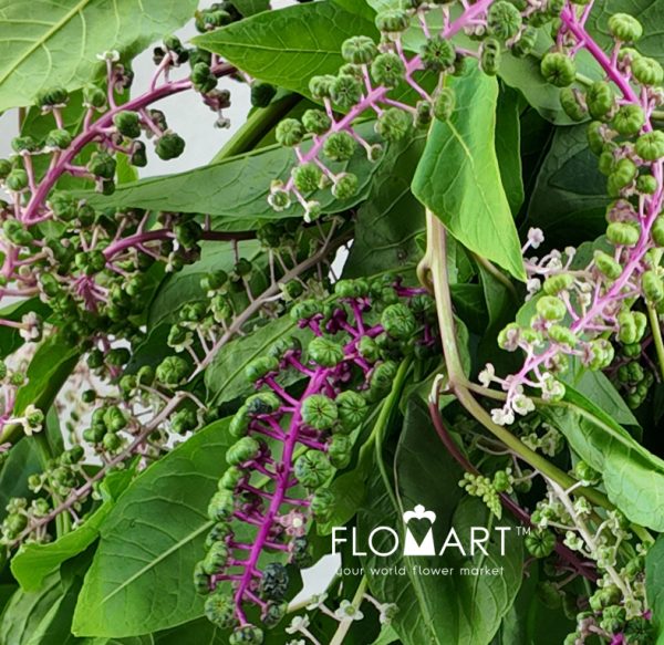 Phytolacca Acinosa