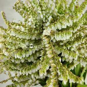 Pieris Japonica White