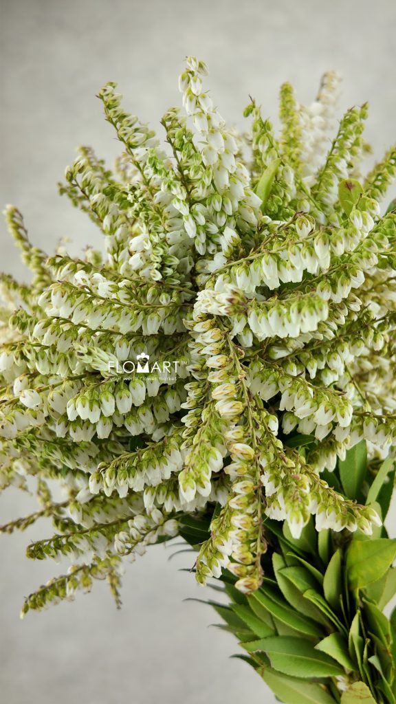 Pieris Japonica White