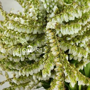 Pieris Japonica White - Image 2