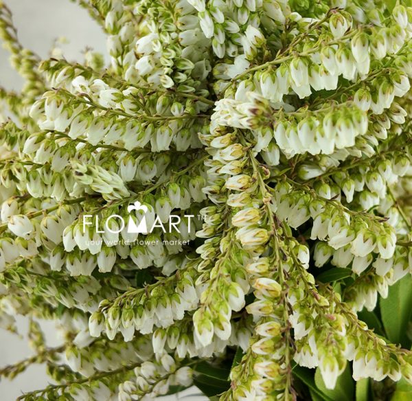 Pieris Japonica White