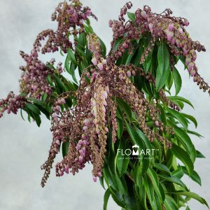 Pieris Pink