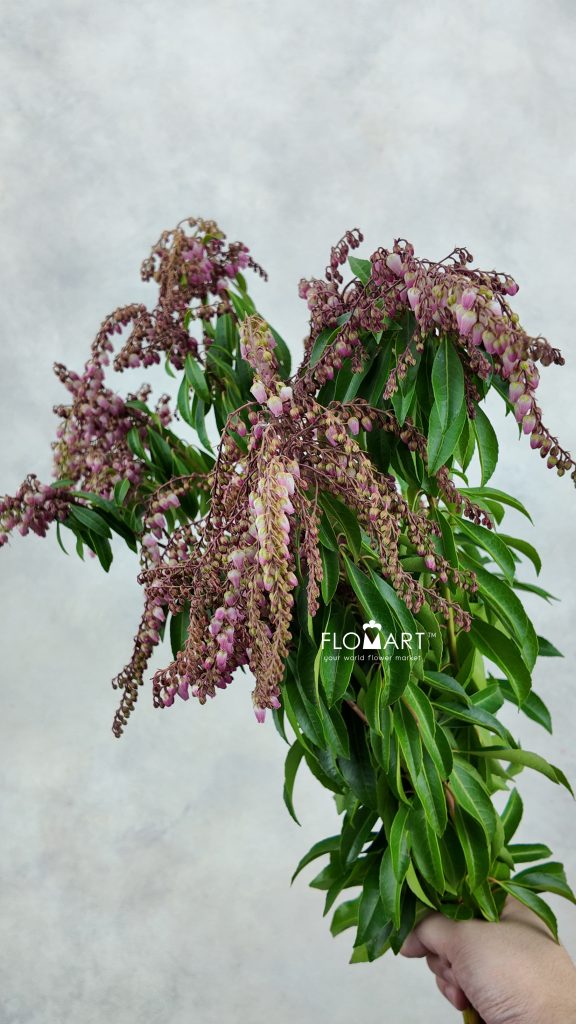 Pieris Pink