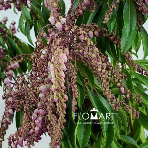 Pieris Pink - Image 2