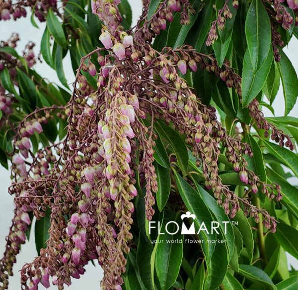 Pieris Pink