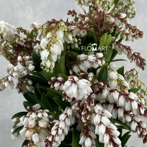 Pieris White