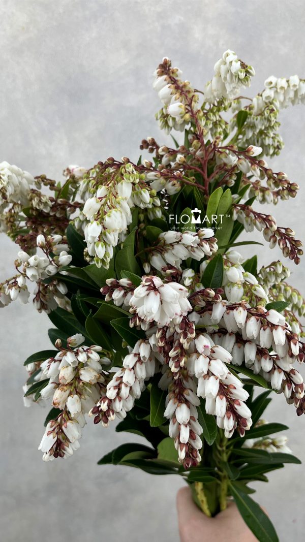 Pieris White