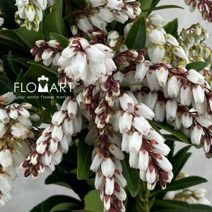 Pieris White - Image 2