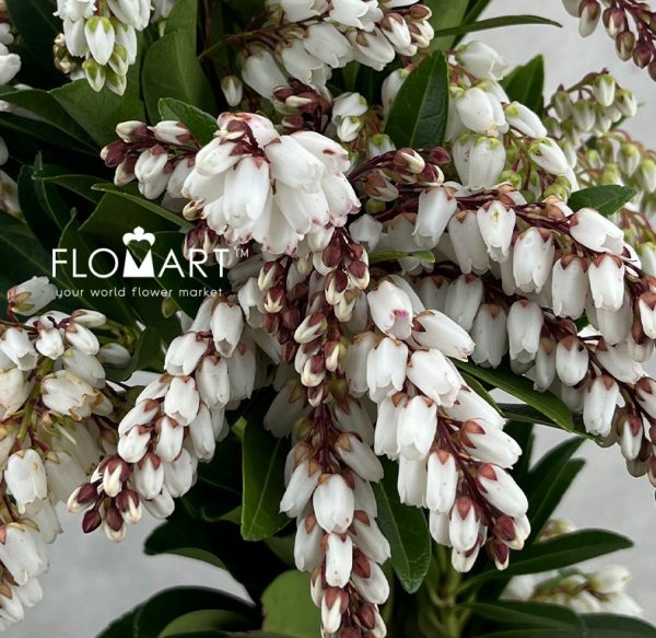 Pieris White