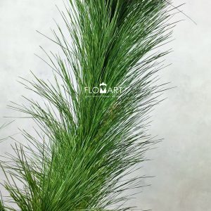 Pine Tree