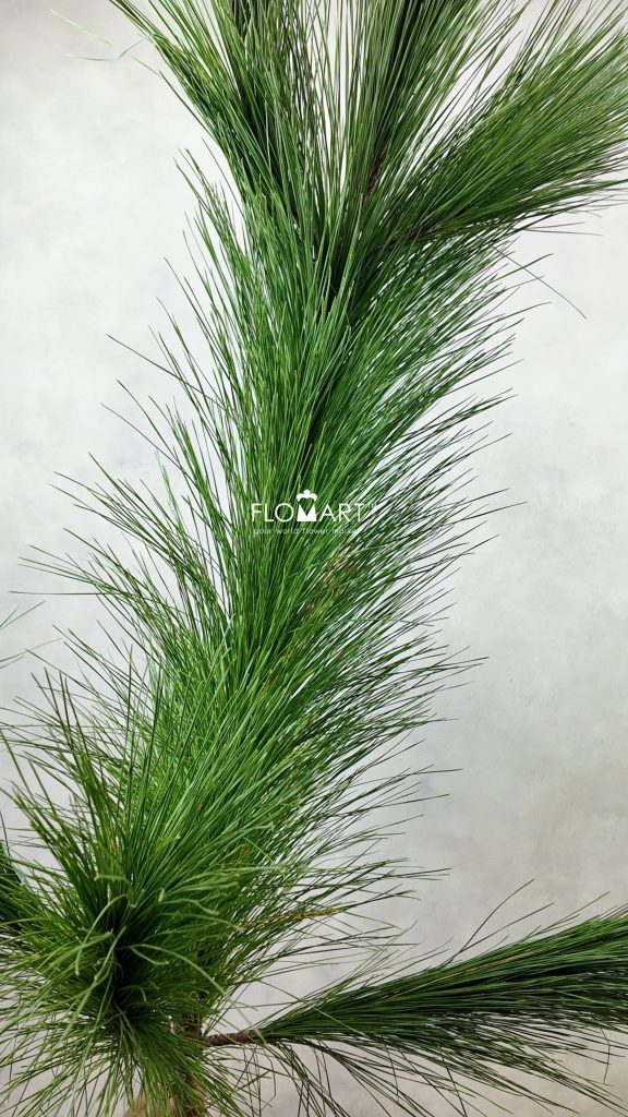 Pine Tree