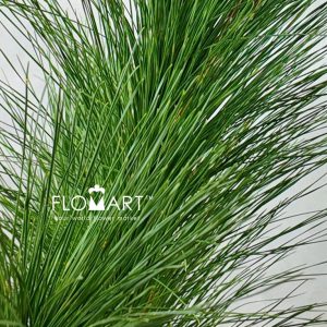Pine Tree - Image 2