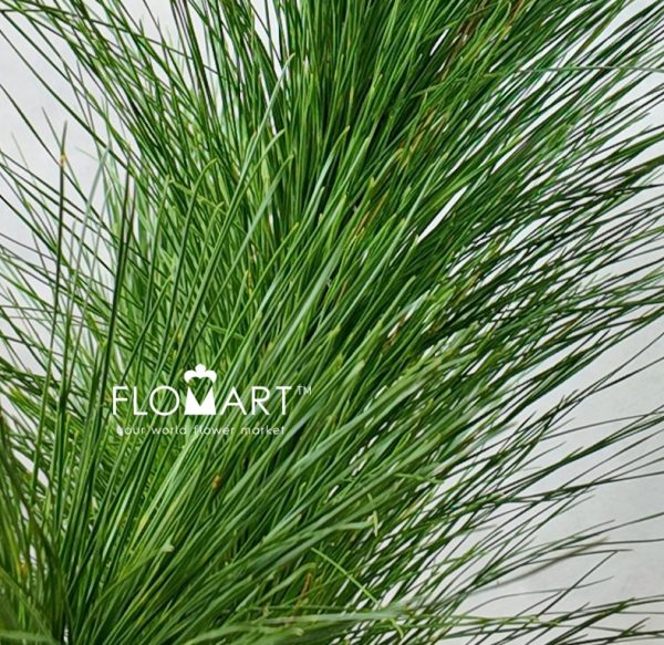 Pine Tree
