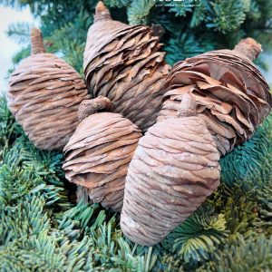 Pinecone Cedar