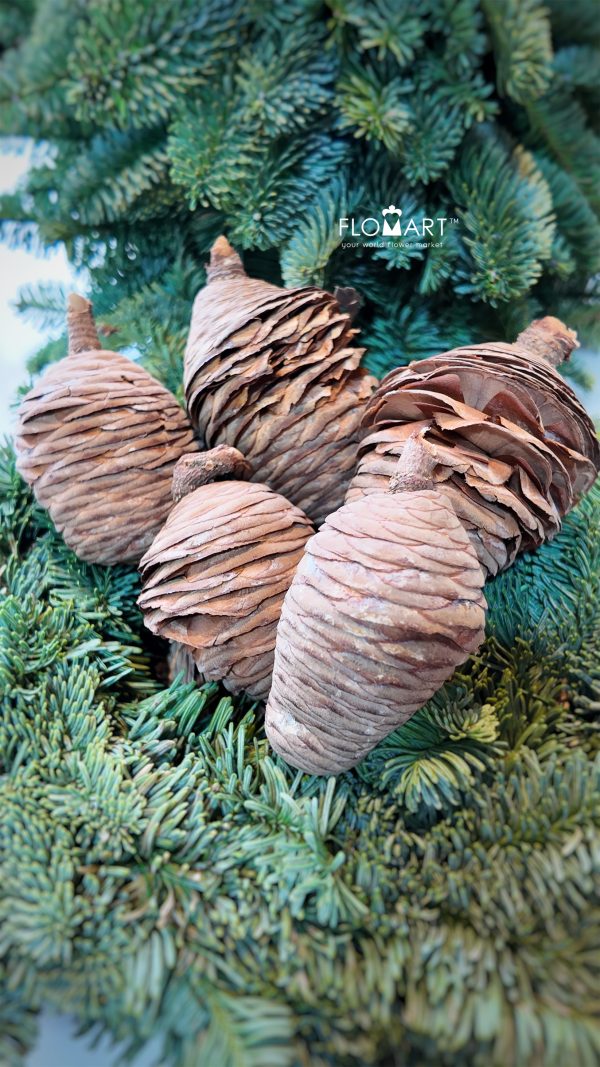 Pinecone Cedar